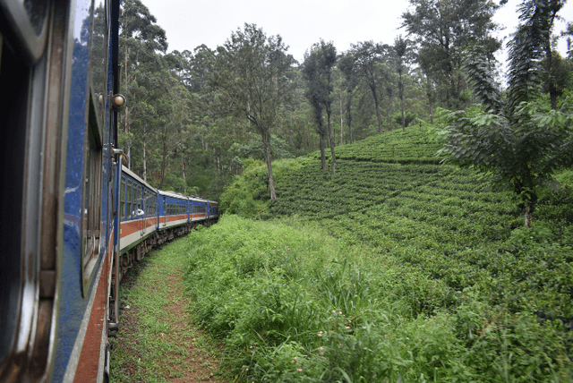 Nuwara Eliya to Ella Train Ride