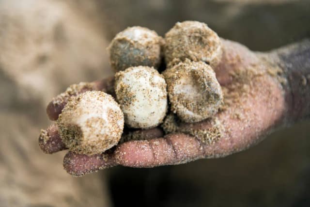 Tangalle Beach & Turtle Watching