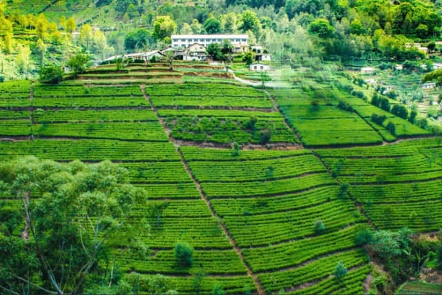 Kandy to Nuwara Eliya