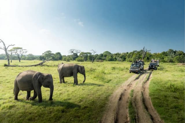 Yala National Park Safari
