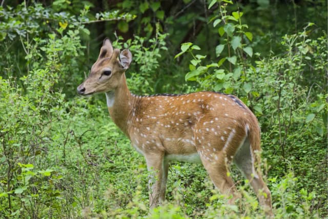 Nuwara Eliya to Yala