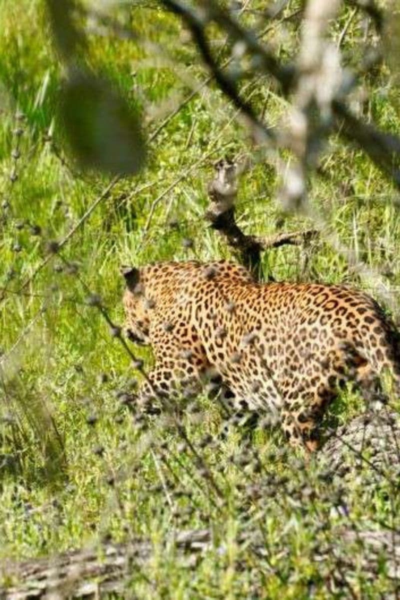 Yala National Park Safari
