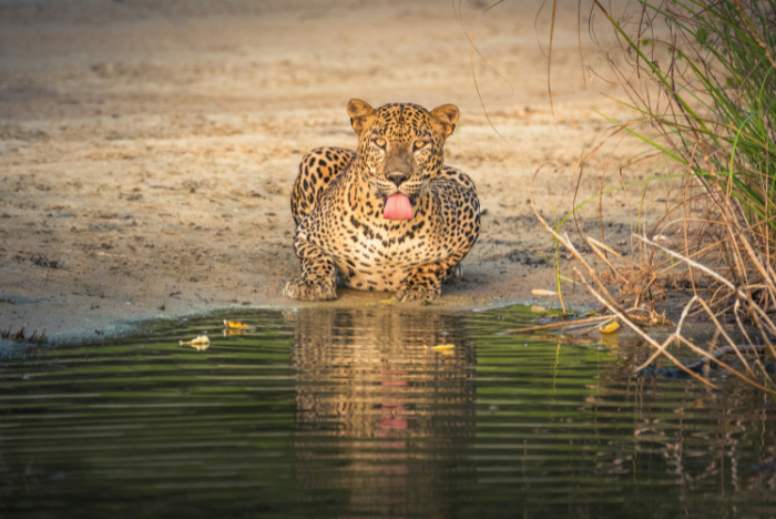 Wilpattu National Park background