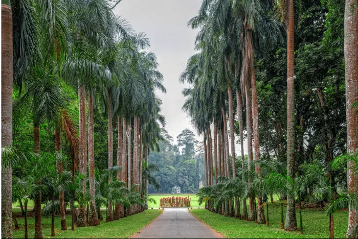 Peradeniya Botanical Garden - Kandy - Personal Tour Drivers in Sri Lanka