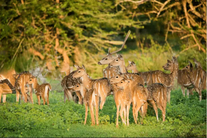 Wilpaththu Wildlife - Persoanl Tour Drivers in Sri Lanka