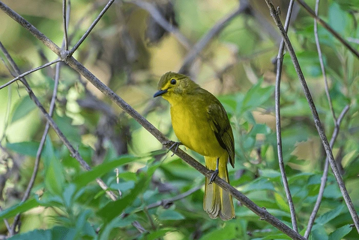 Sinharaja Bird - Personal Tour Drivers in Sri Lanka