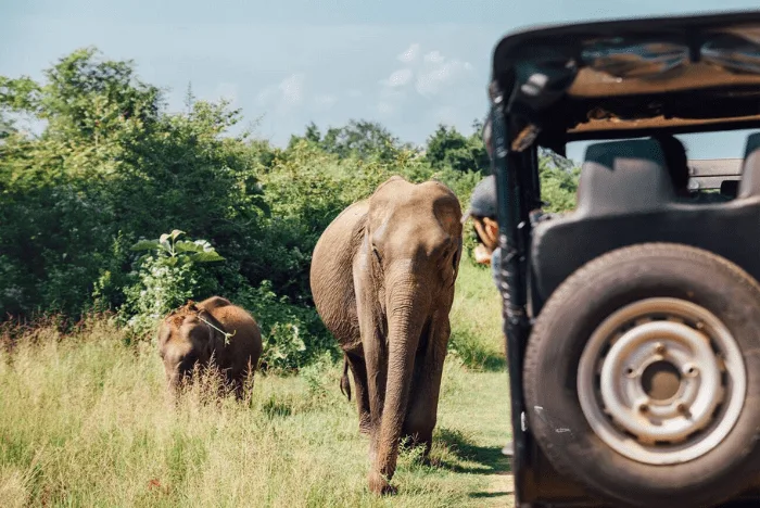 Udawalawa Jeep Safari - Personal Tour Drivers in Sri Lanka