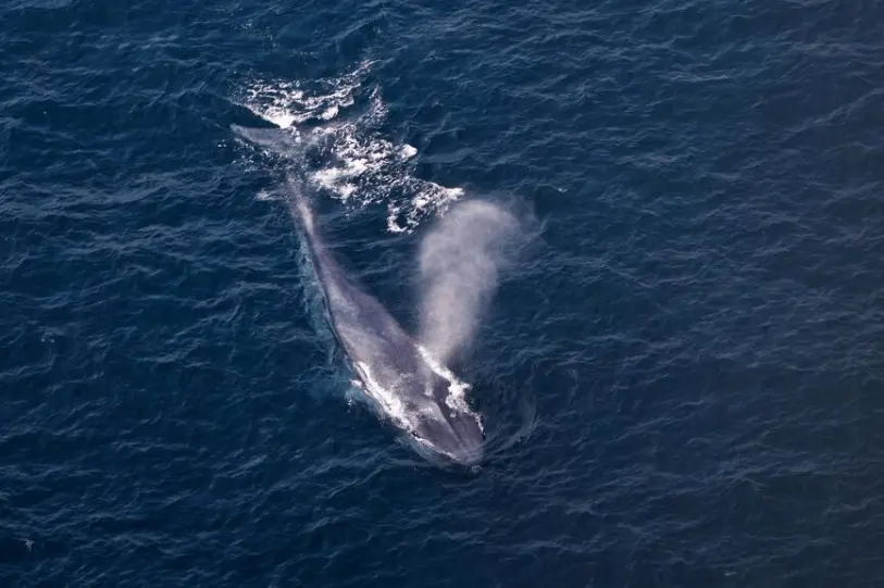 Whale Watching - Personal Tour Drivers in Sri Lanka